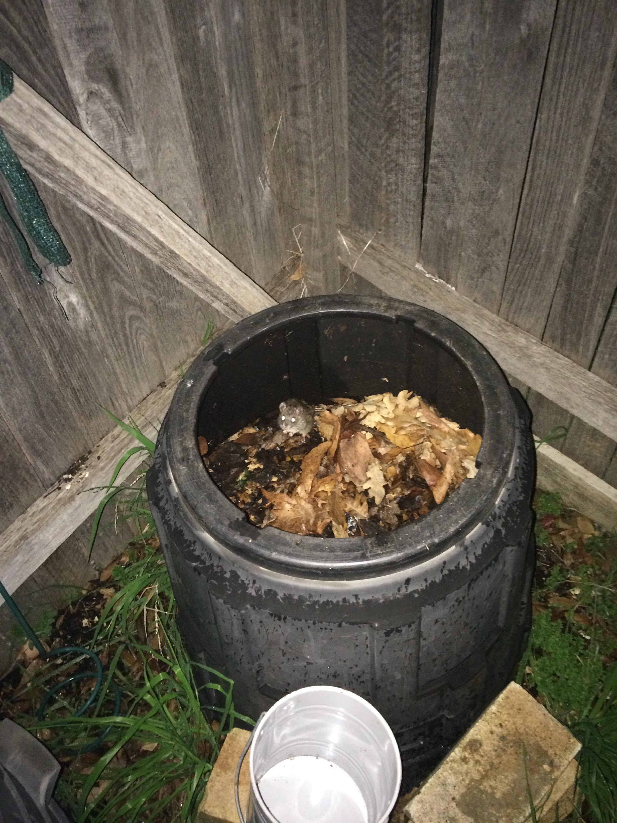 Mouse eviction! Or how to fix up an under-active compost bin